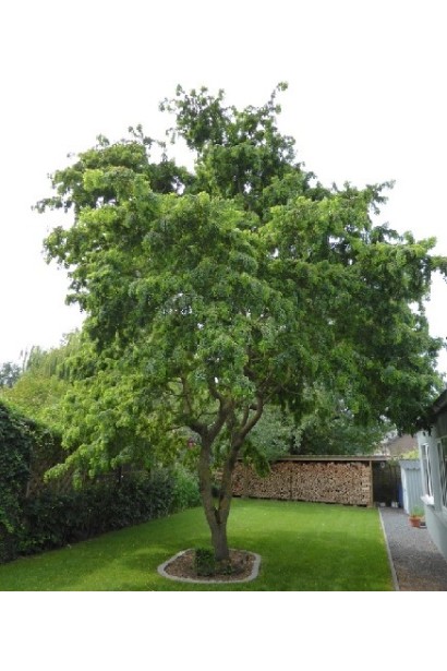 Робиния обычная Тортуоза